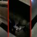 VÍDEO: mulher sofre queda de quase 15 metros em vão lateral de ponte em MT
