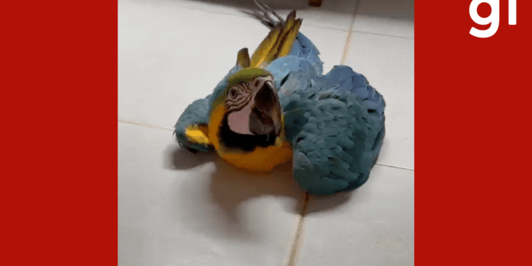 VÍDEO: arara-canindé com suspeita de atropelamento é resgatada em MT