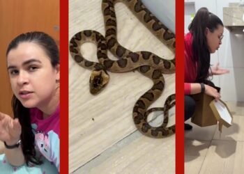 VÍDEO: mulher vai ao banheiro durante a madrugada, encontra cobra e decide voltar a dormir em MT