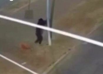 VÍDEO: dupla derruba poste para roubar câmeras de segurança em Rondonópolis (MT)