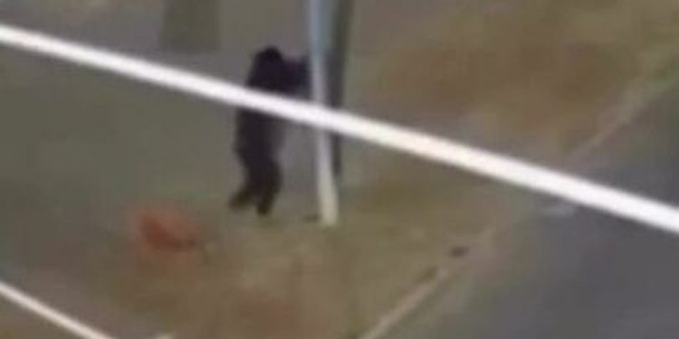 VÍDEO: dupla derruba poste para roubar câmeras de segurança em Rondonópolis (MT)